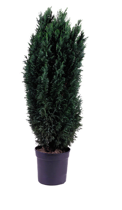 Dvärgcypress Chamaecyparis